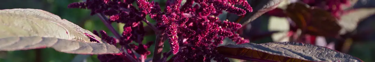 Leafy pigweed