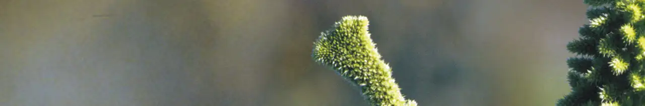 Grain amaranth