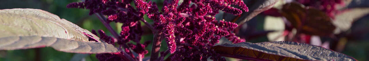 Leafy Amaranth