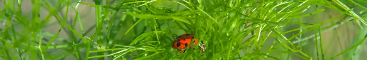 Dill