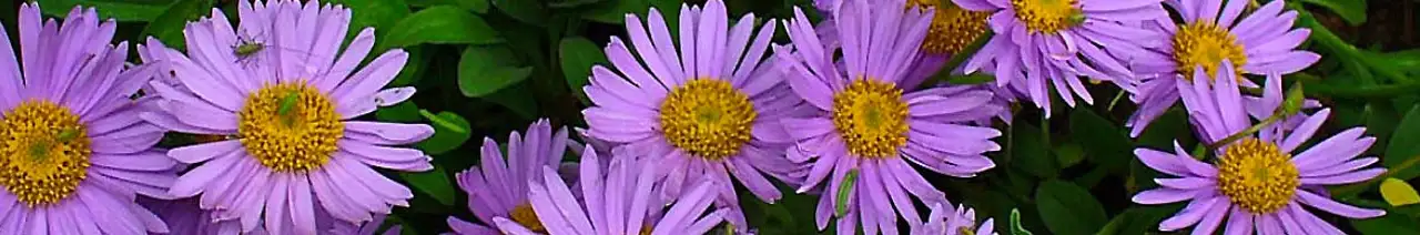 Asters
