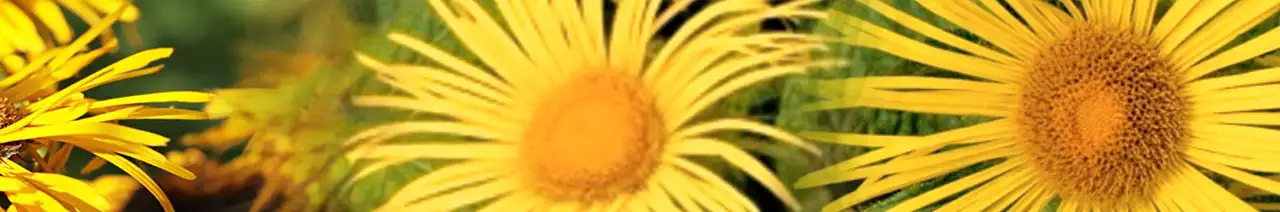 Elecampane