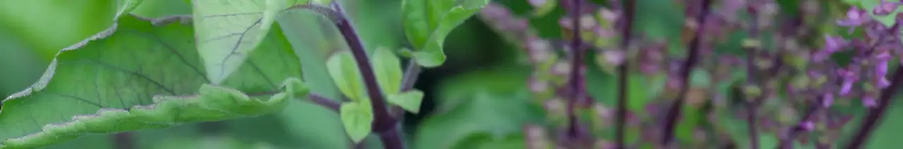 Basil
