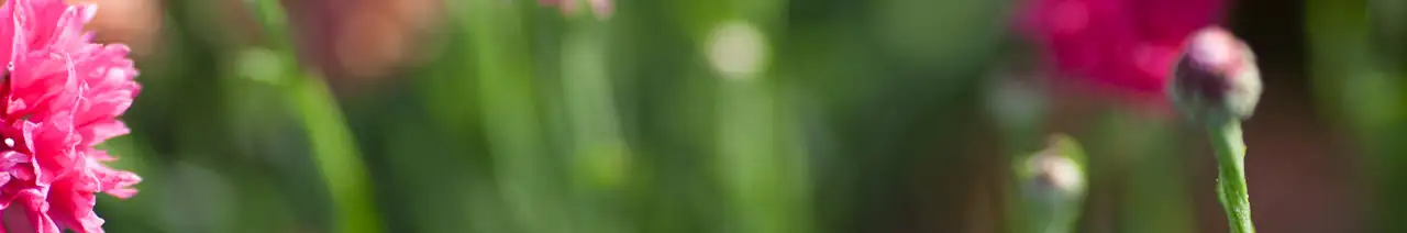 Cornflower