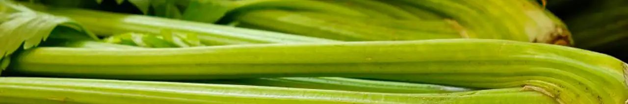 Ribbed celery