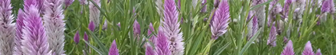 Celosia