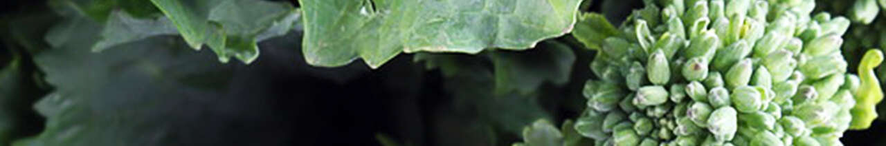 Broccoli rabe
