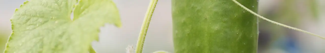 Cucumber