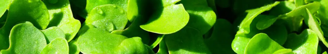 Watercress