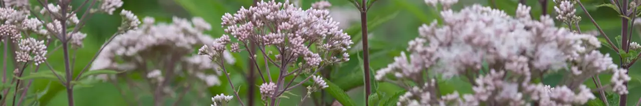Eupatorium