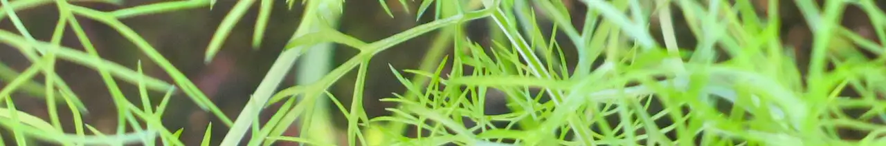 Fennel