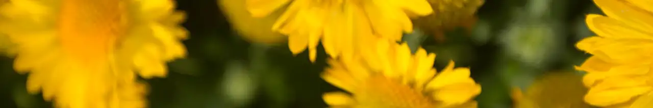 Gaillardes