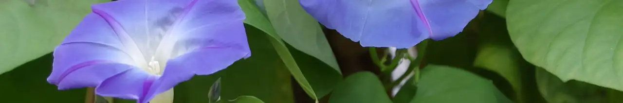 Ipomoea