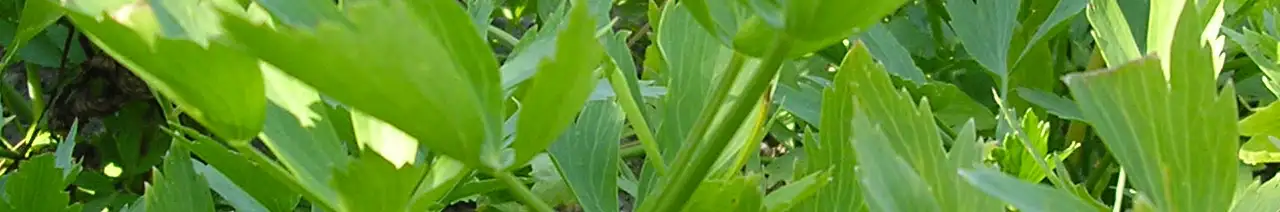 Lovage