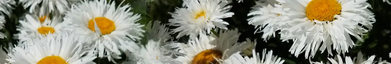 Marguerite