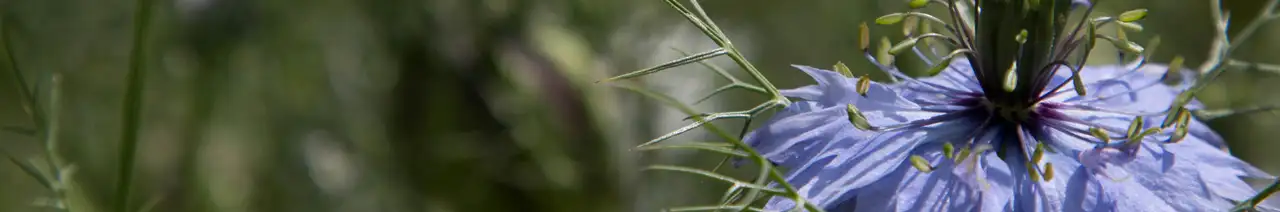 Nigella