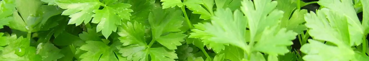 Parsley