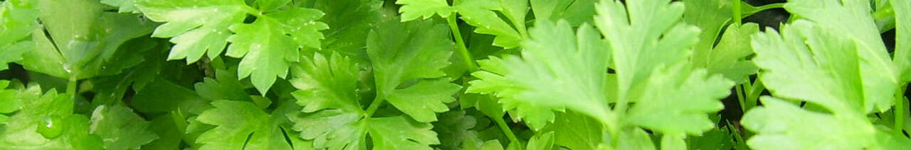 Parsley