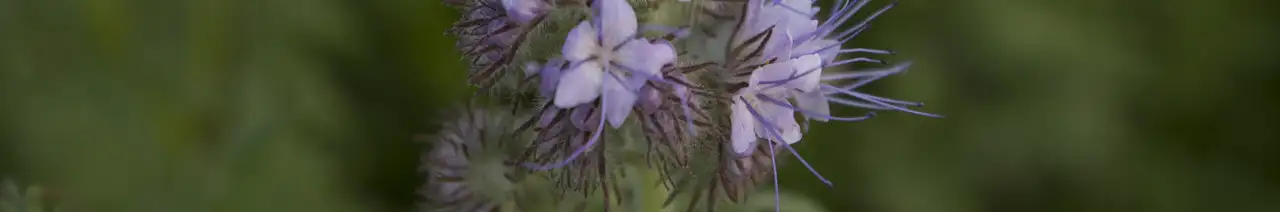 Phacelia