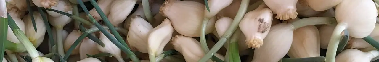 Perpetual leek