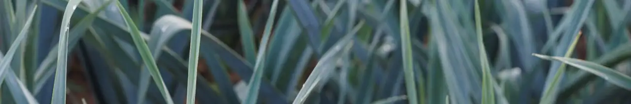 Leek