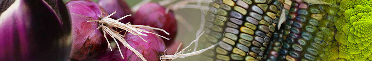 Vegetable seeds