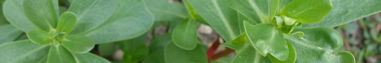 Purslane