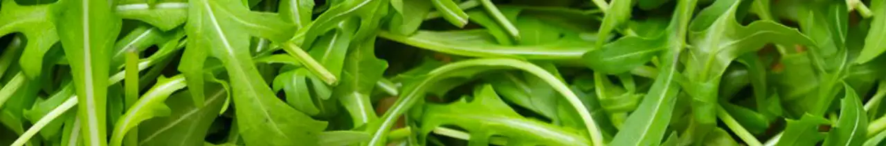 Roquette