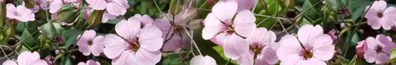 Cow soapwort