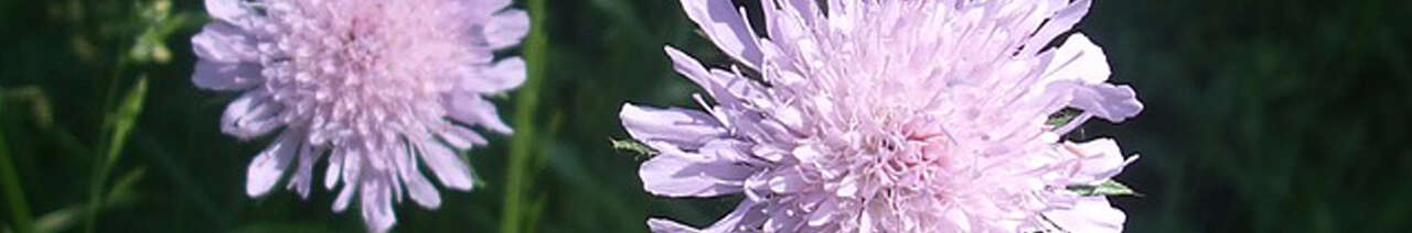 Scabiosa