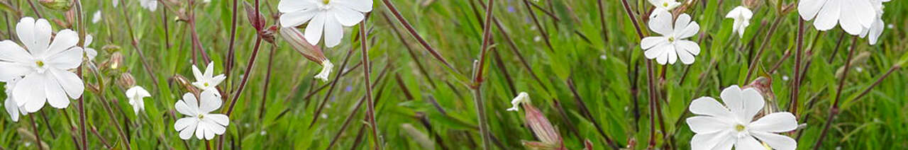 Silene