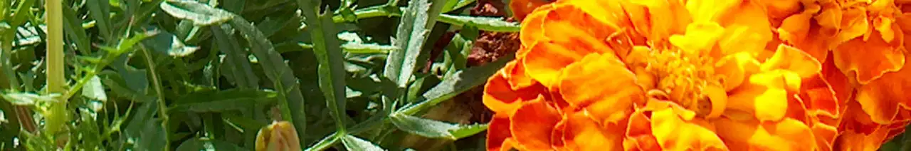 Tagetes