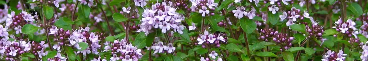 Thyme