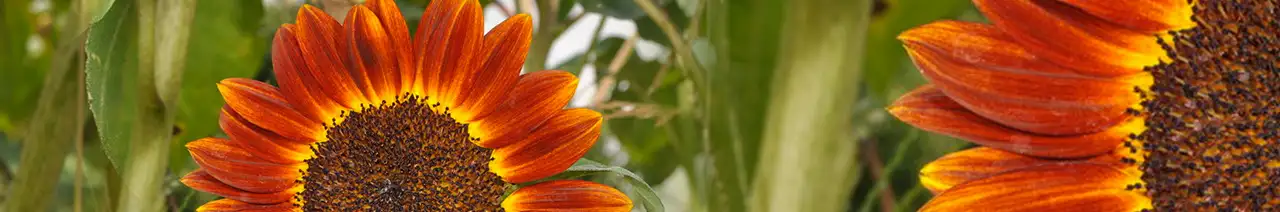 Flowering sunflower