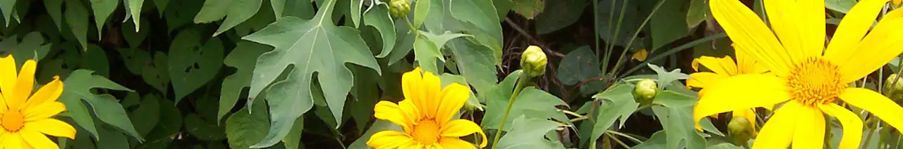 Mexican sunflower