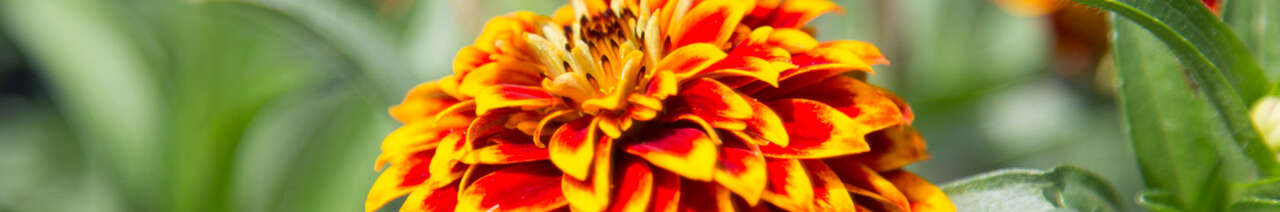 Zinnias